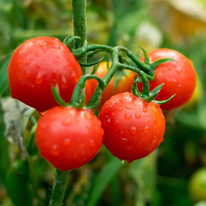 cherry tomatoes cherry tomatoes